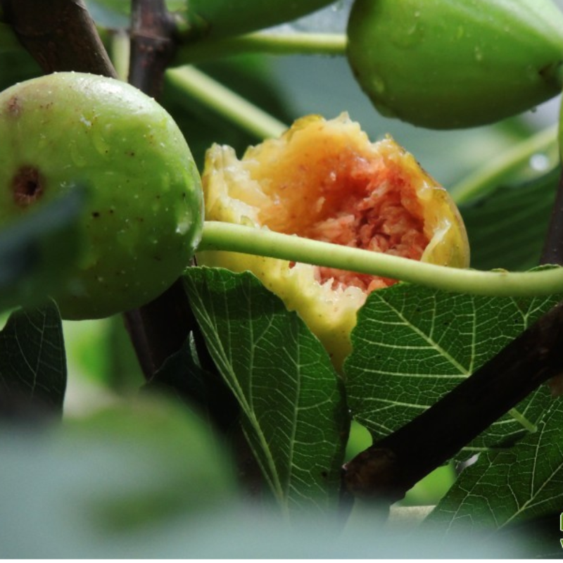 Colorful Fig Seeds