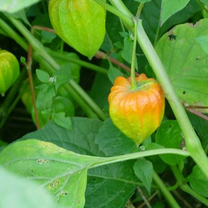 Golden Berry Seeds