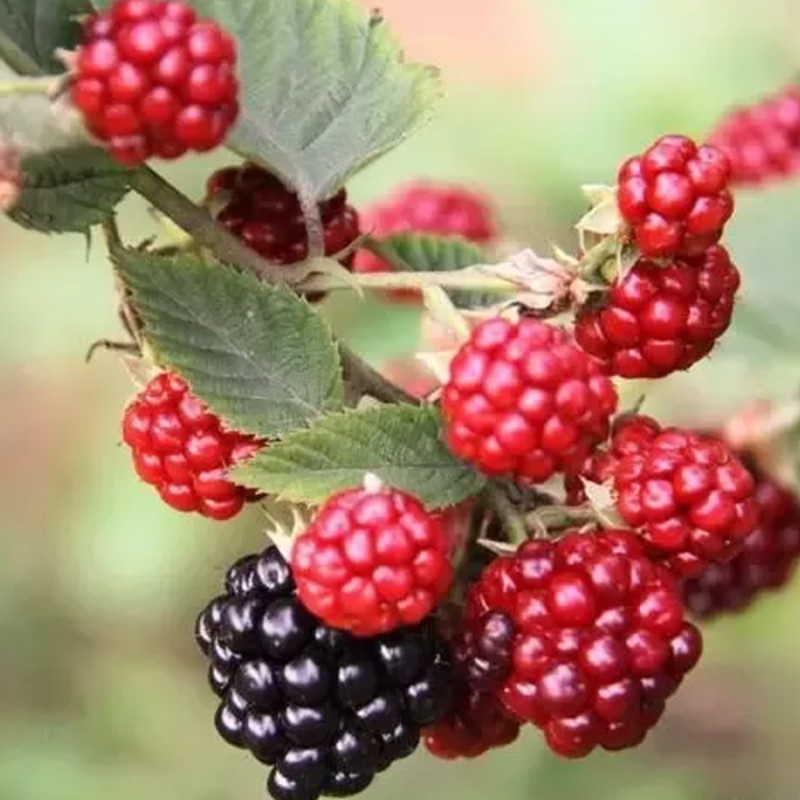 Easy Black Mulberry Seeds