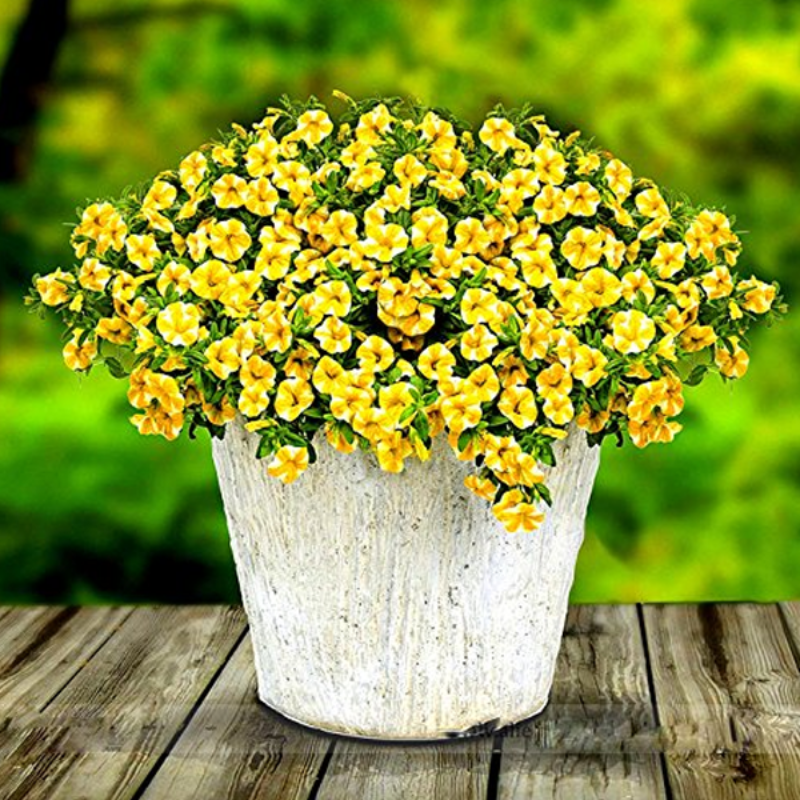 Calibrachoa Petunia Flower Seeds