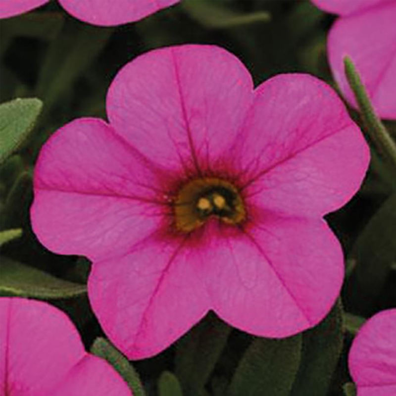 Calibrachoa Kabloom Flower Seeds