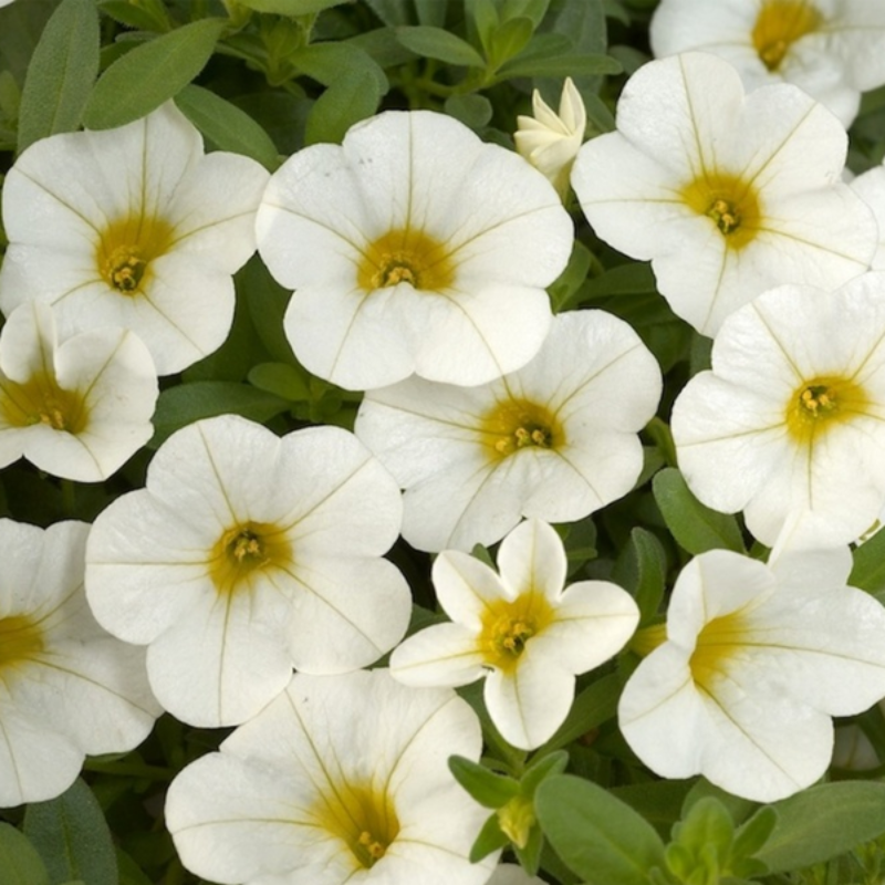 Calibrachoa Kabloom Flower Seeds