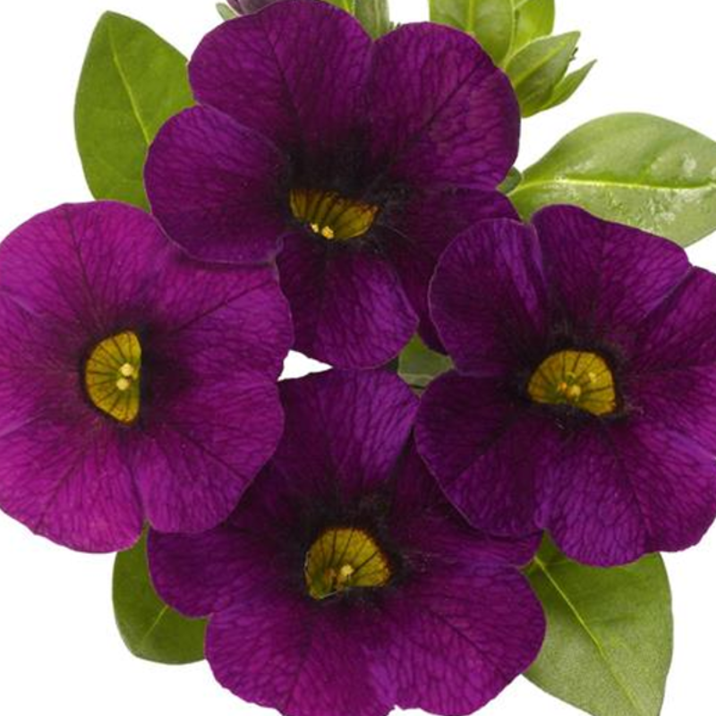 Calibrachoa Kabloom Flower Seeds