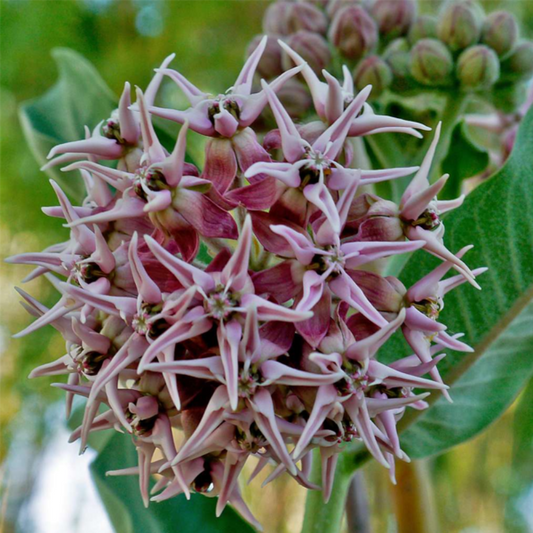 Asclepias Syriaca Flower Seeds