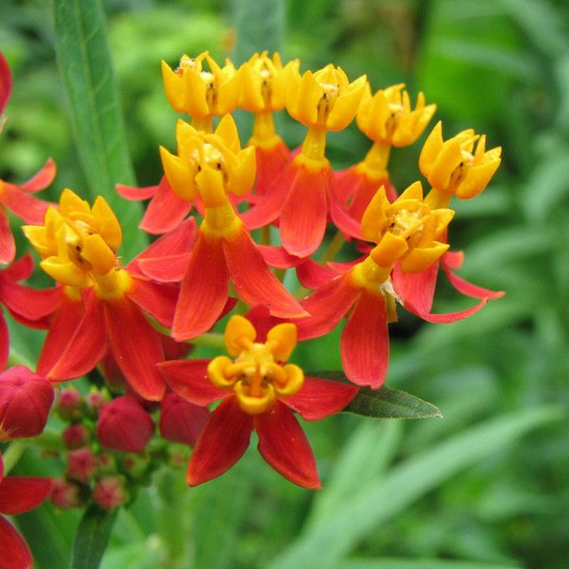 Asclepias Syriaca Seeds