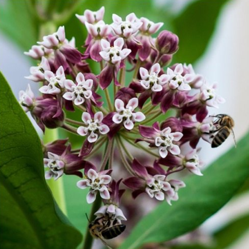 Asclepias Syriaca Flower Plants Seeds