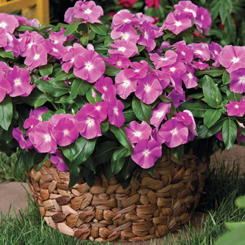 Light Purple Vinca Periwinkle Seeds - Grow Your Own Flowers – McKinley ...