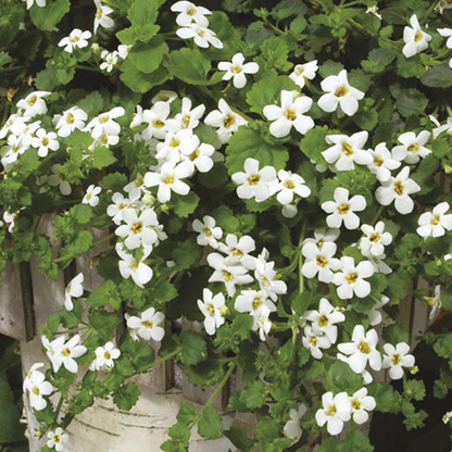 Snowtopia Bacopa Flower Seeds