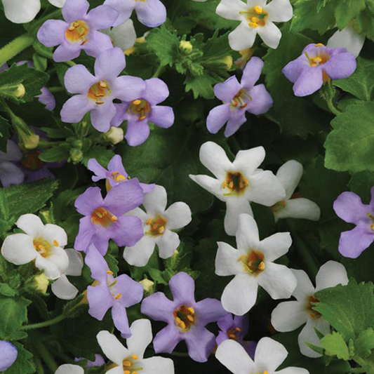 Utopia Mix Bacopa Seeds