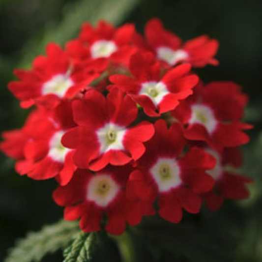 Red Verbena Indoor Plants Seeds