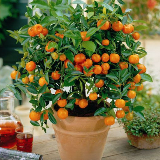 Premium Mini Orange Seeds