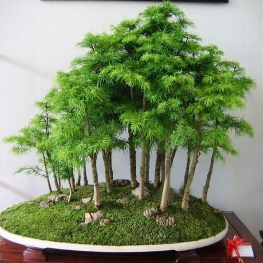 Juniper Bonsai Tree Seeds