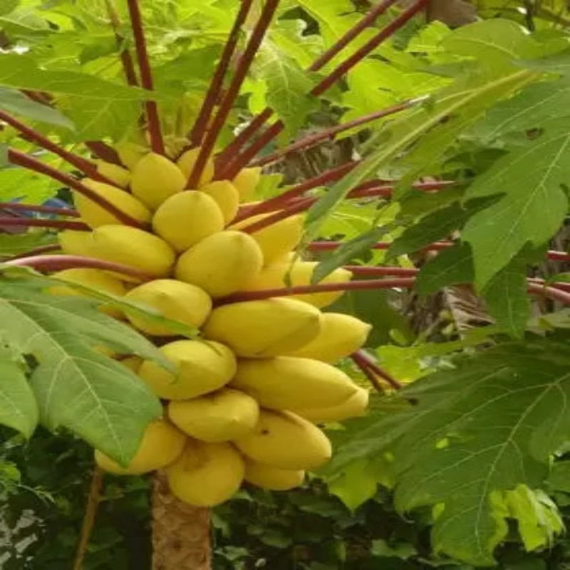 Yellow Gold Papaya Heirloom Seeds