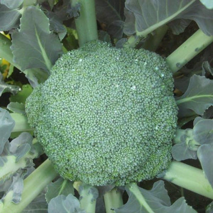 Waltham Broccoli Vegetable Seeds