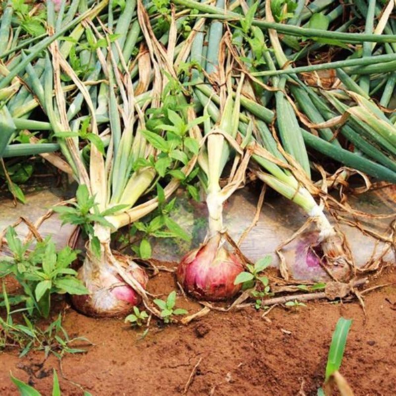 Russian Heirloom Giant Onion Seeds