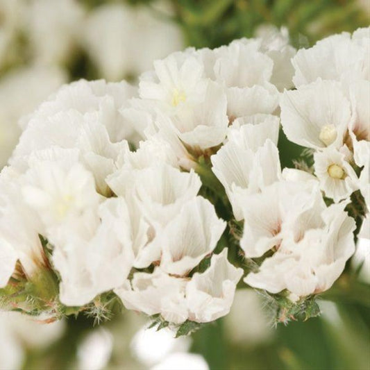 White Static Flower Seeds