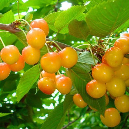 Yellow Cherry Fruit Seeds