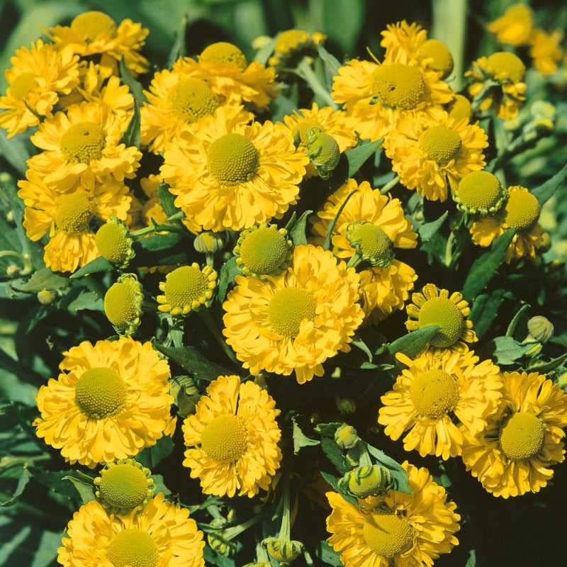 Yellow Helenium Sneezeweed Flower Seeds