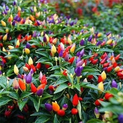 Rainbow Chili Peppers Seeds