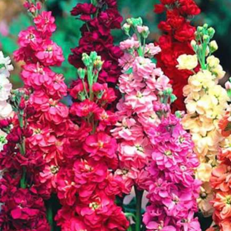 Matthiola Incana Stock Flower Seeds