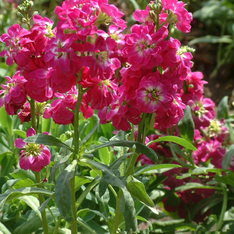 Matthiola Incana Stock Flower Seeds