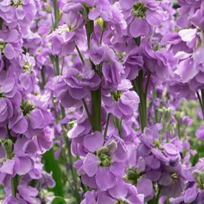 Matthiola Incana Stock Flower Seeds