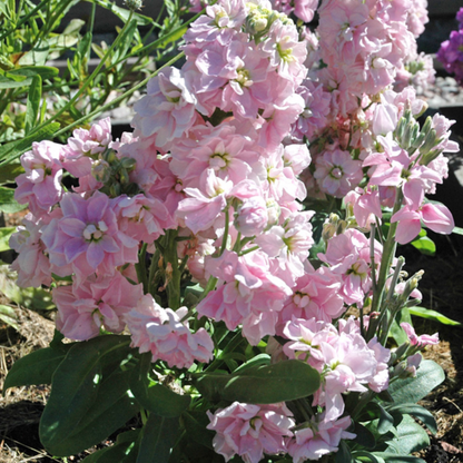 Matthiola Incana Stock Flower Seeds