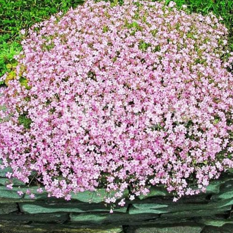 Light Pink Gypsophila Flower Seeds