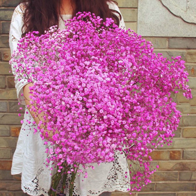 Sweet Pink Gypsophila Flower Seeds