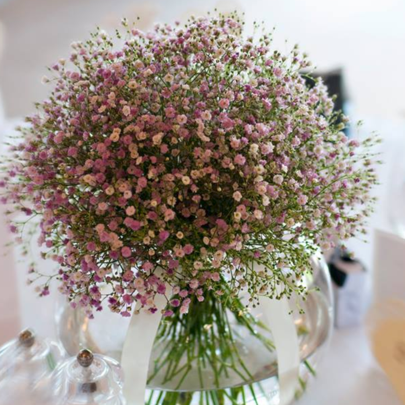 Purple And White Gypsophila Flower Seeds