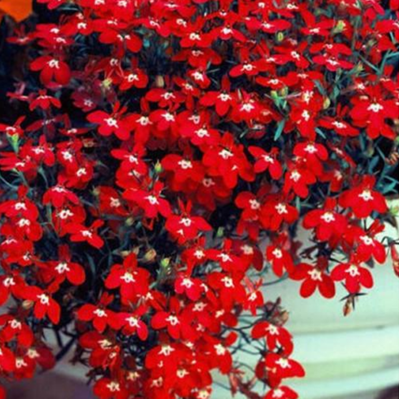 Red Lobelia Flower Seeds – McKinley Seeds