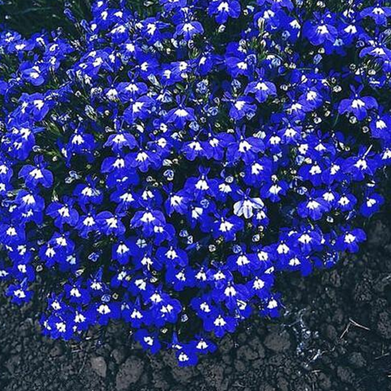 Blue Lobelia Flower Seeds