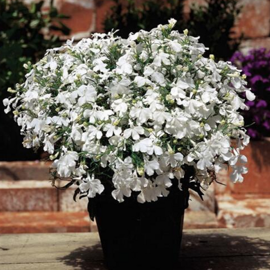 White Lobelia Flower Seeds