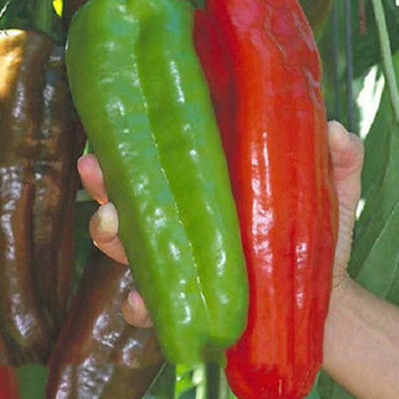 Giant Pepper Seeds