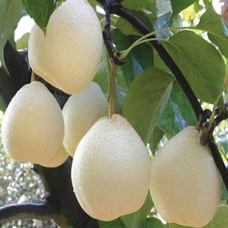 White Sand Pear Seeds