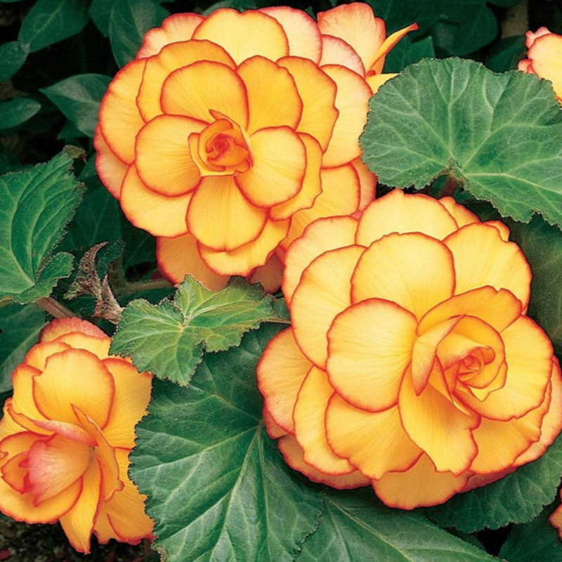 Yellow Red Border Begonia Flower Seeds