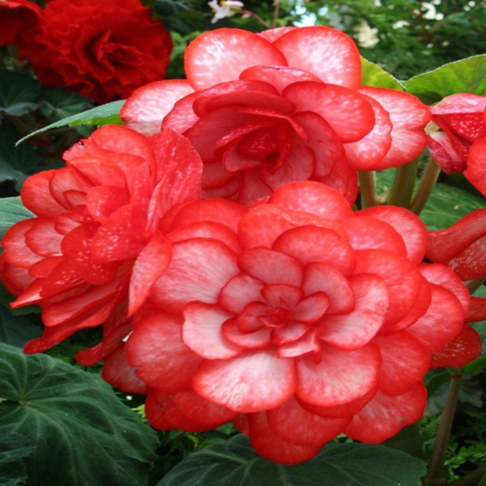 Red Begonia Flower Seeds