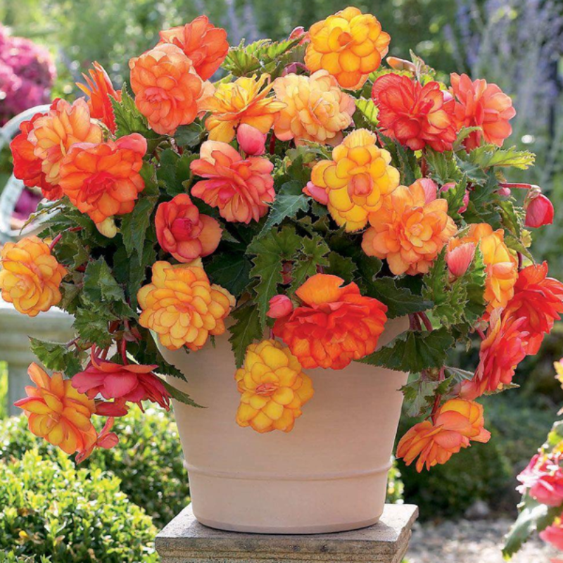 Orange Shade Begonia Flower Seeds