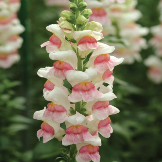 White Pink Snapdragon Flower Seeds