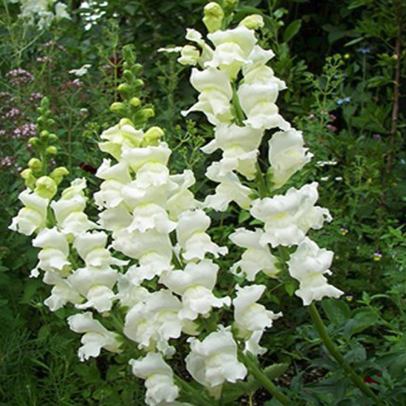 White Snapdragon Flower Seeds