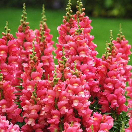 Snapdragon Flower Seeds