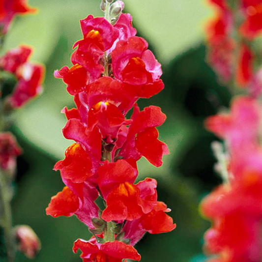 Red Snapdragon Flower Seeds