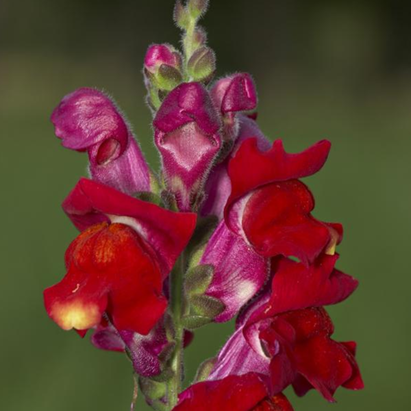 Dark Red Snapdragon Flower Seeds