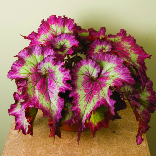 Pink Green Coleus Flower Seeds