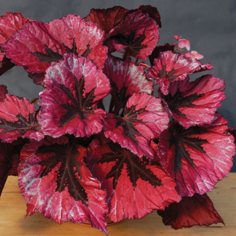 Red Coleus Flower Seeds