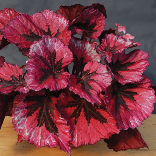 Red Coleus Flower Seeds