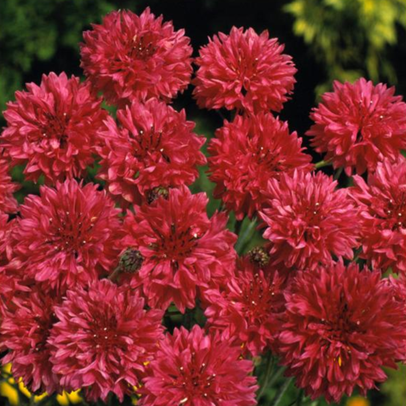 Red Centaurea Cyanus Flower Seeds