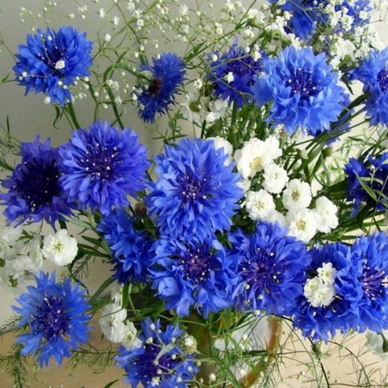 Blooming Centaurea Cyanus Flower Seeds