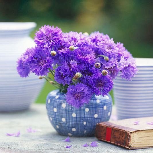 Dark Violet Centaurea Cyanus Flower Seeds