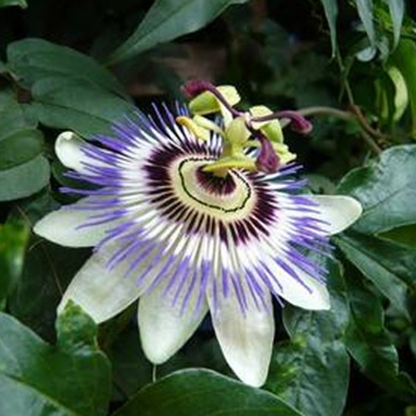 Wild Passiflora Mollissima Seeds